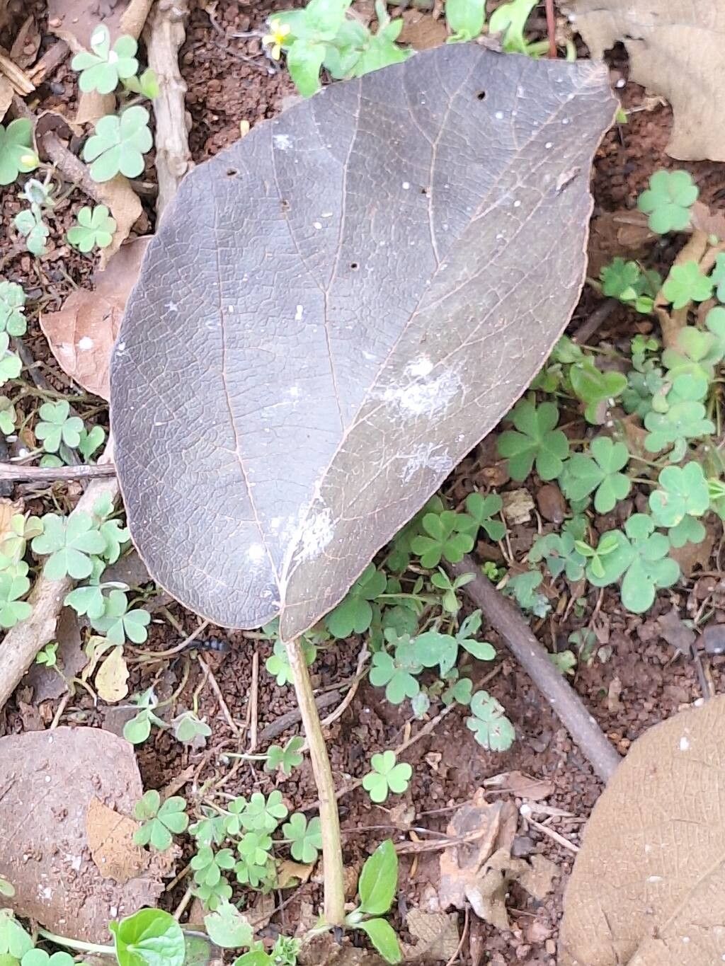 Cordia millenii leaf