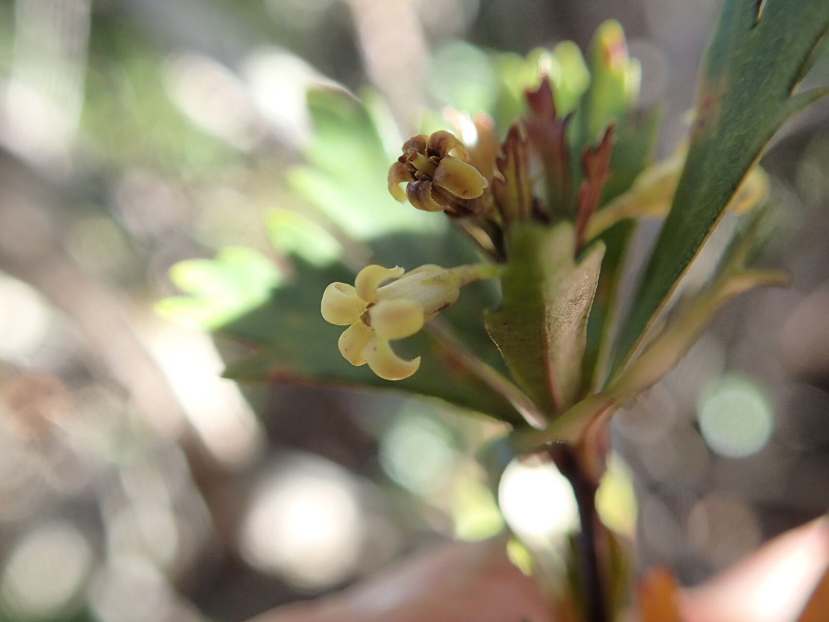 Pittosporum dzumacense flower