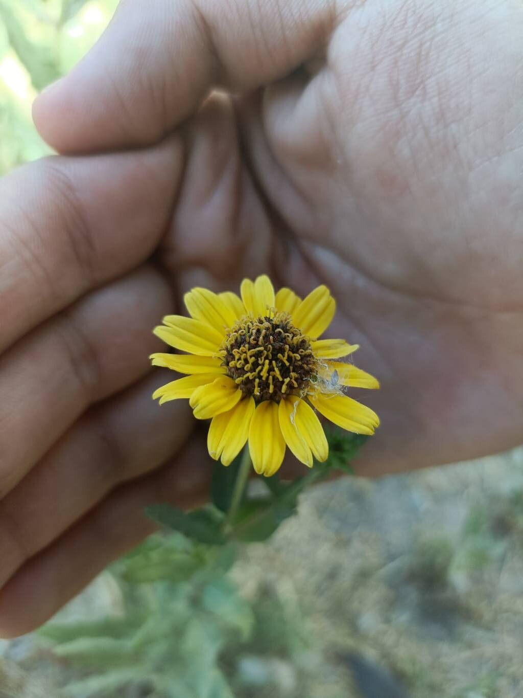 Helianthus laciniatus — search result for 'Central to southwestern United States'