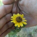 Helianthus laciniatus