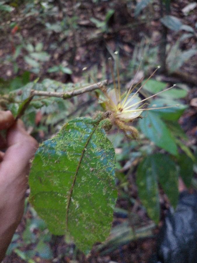Hirtella physophora — search result for 'Chrysobalanaceae'
