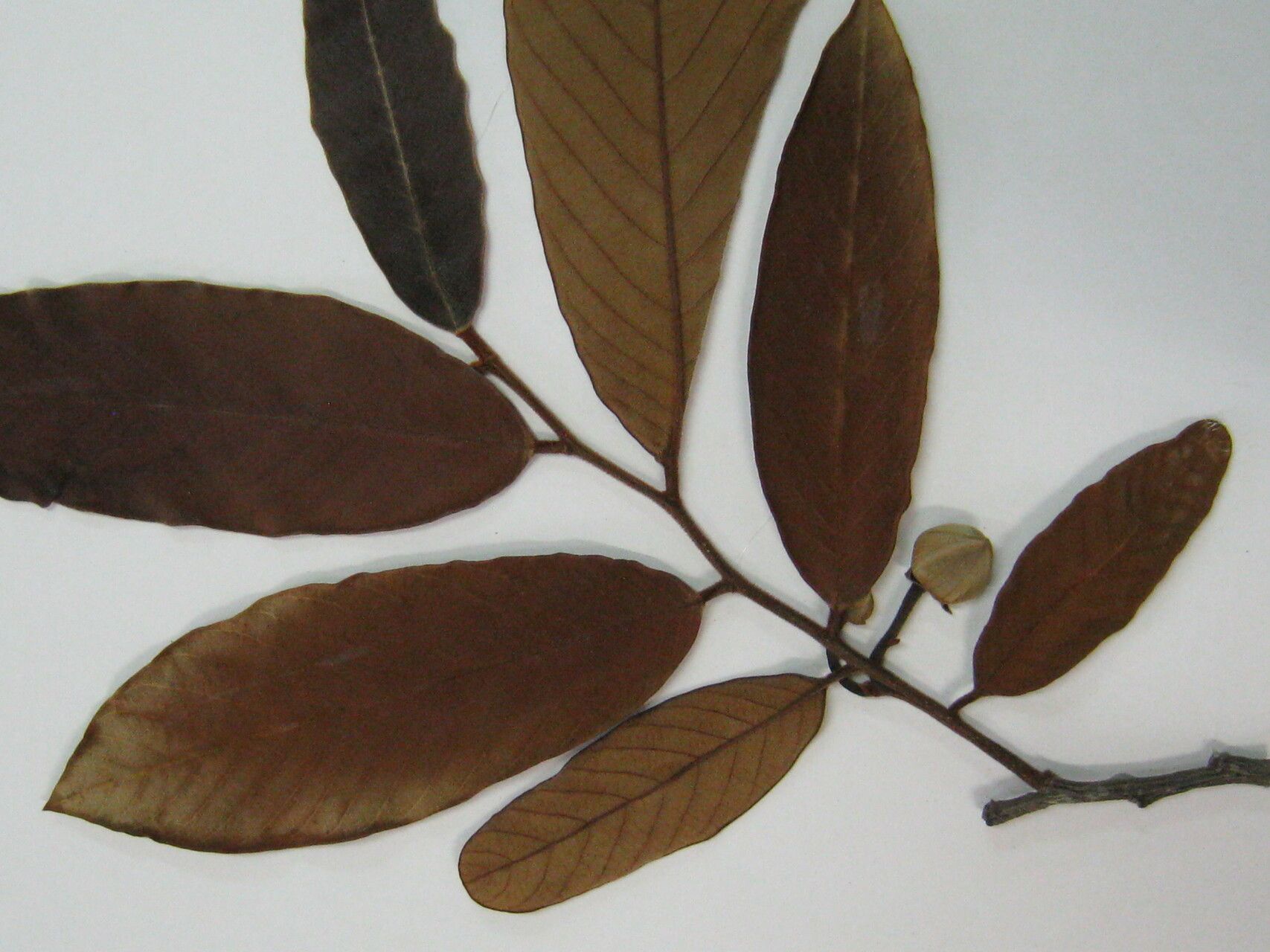 Annona paludosa other