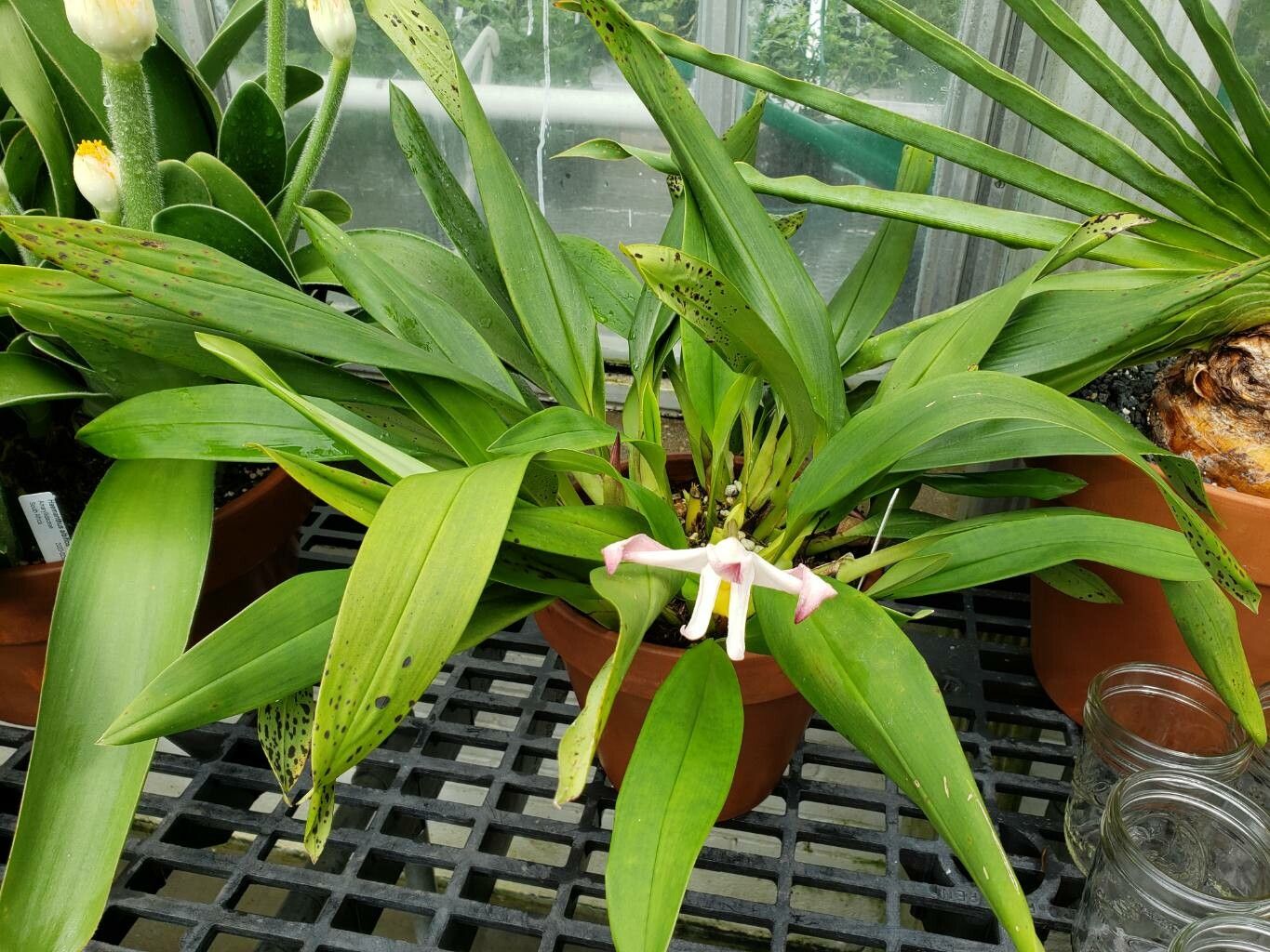 Maxillaria molitor habit