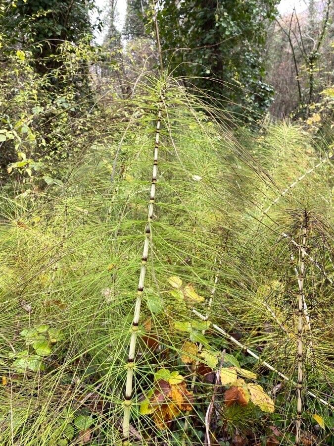 Equisetum telmateia