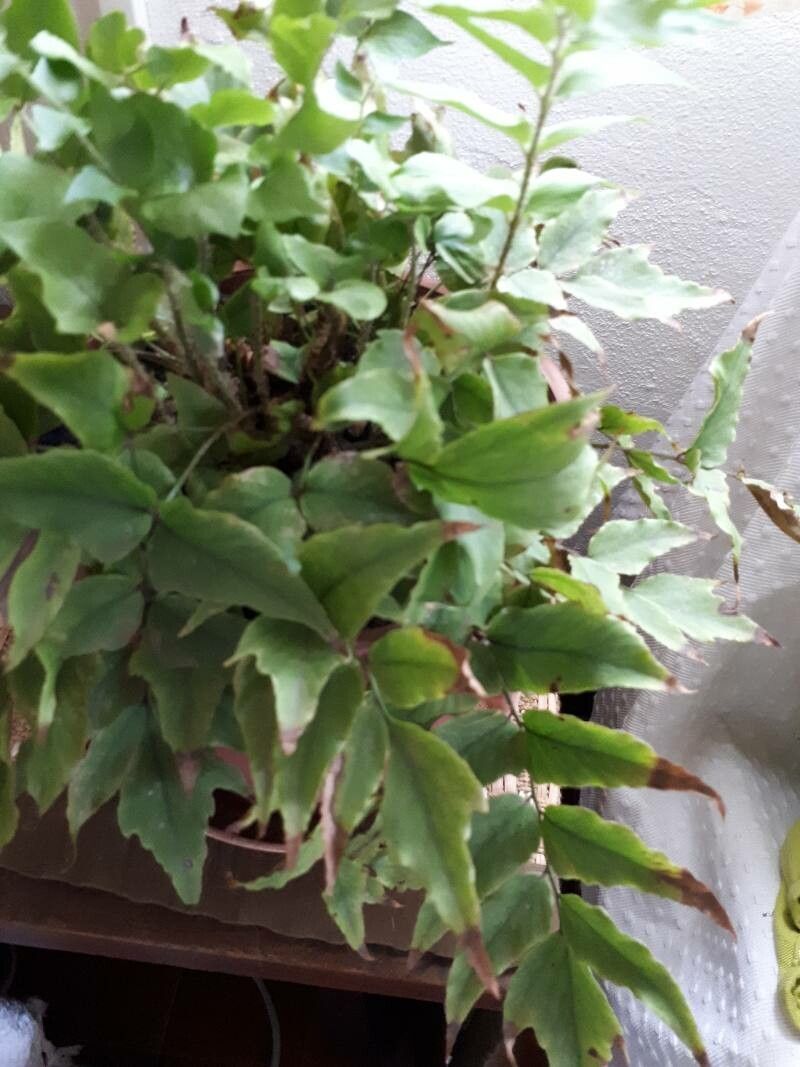 Cyrtomium fortunei flower