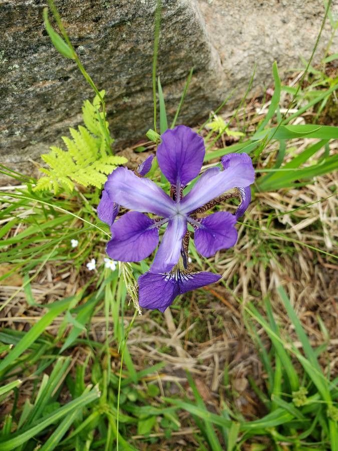 Iris douglasiana flower
