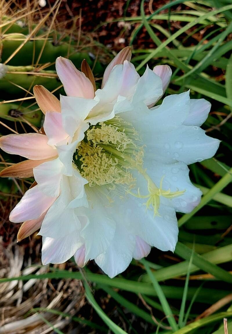 Leucostele atacamensis flower