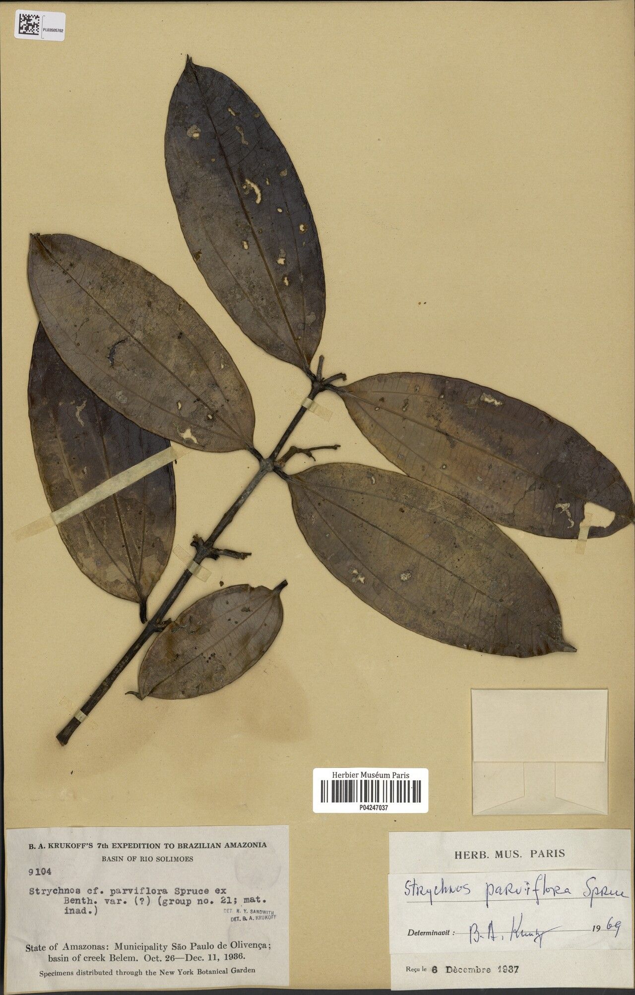 Strychnos parviflora — houseplant care guide