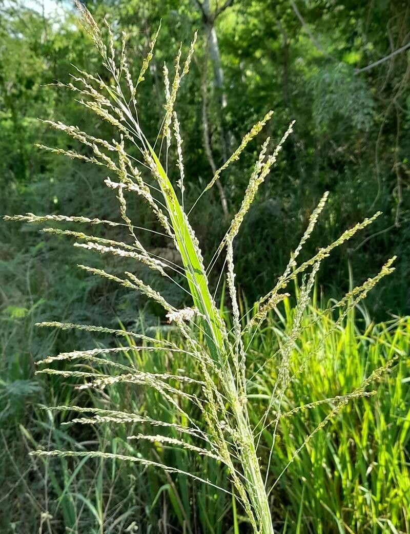 Panicum maximum flower