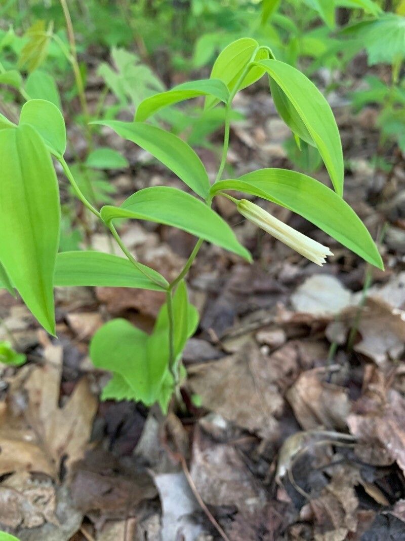 Uvularia sessilifolia habit