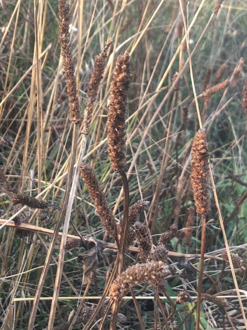 Phleum arenarium flower