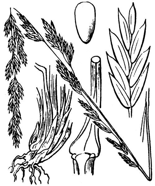 Lolium interruptum other