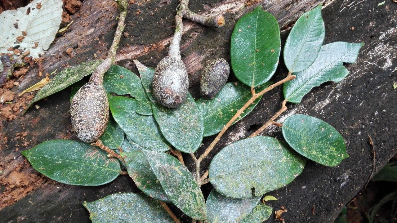 Parinari excelsa — houseplant care guide