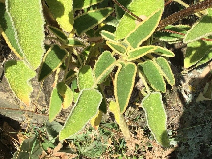 Phlomis leucophracta — search result for 'Phlomis'