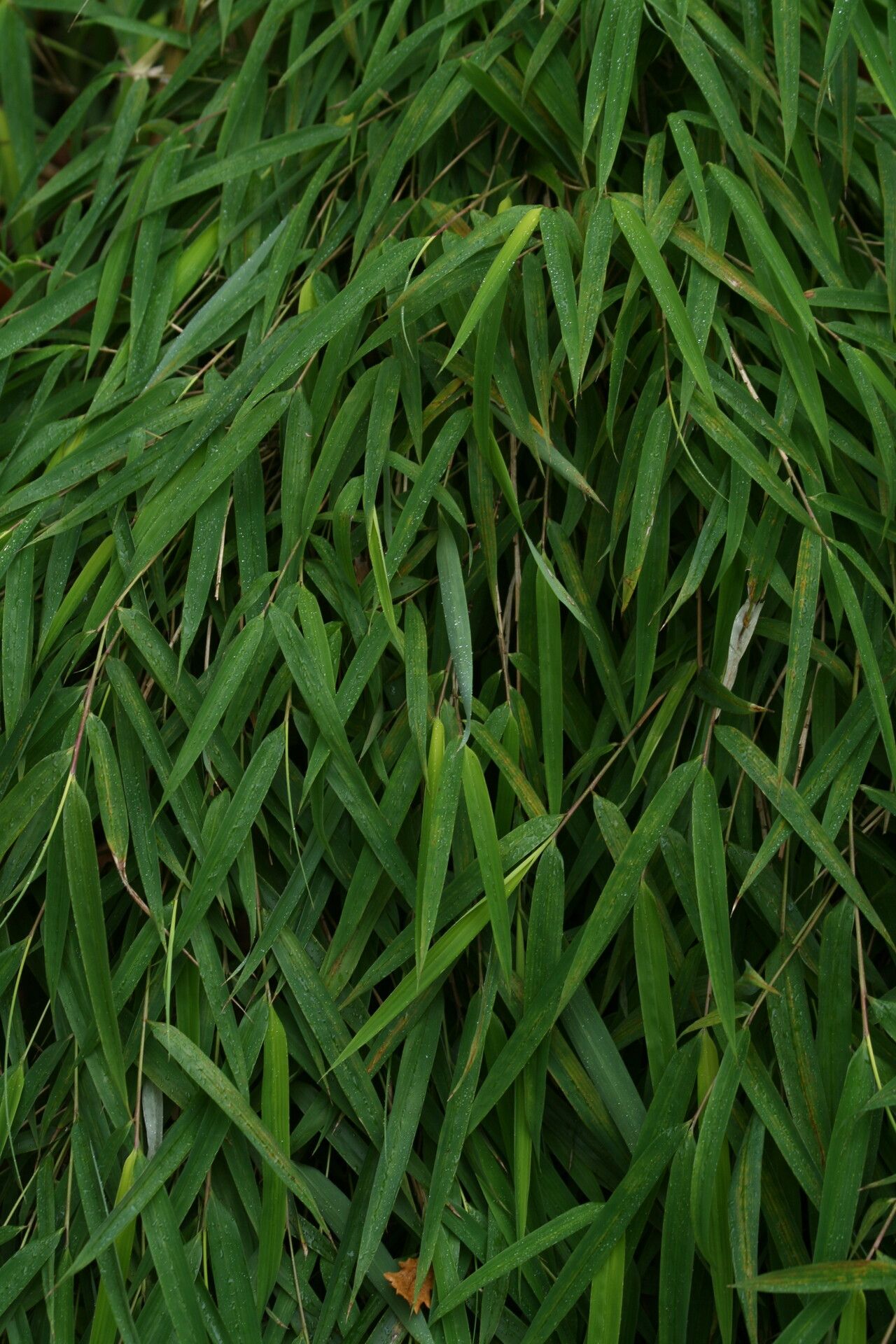 Yushania maling — related species from the same genus