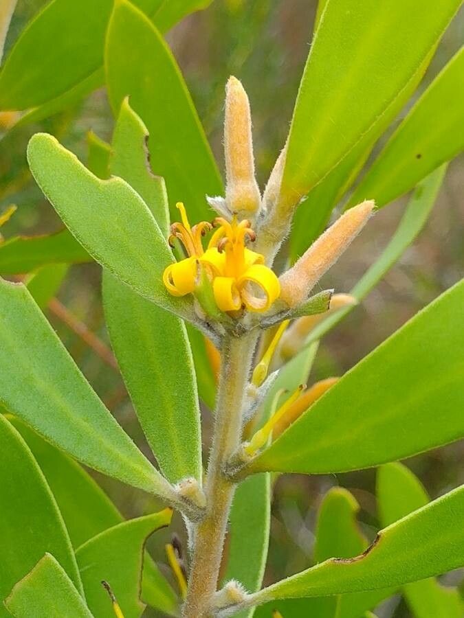 Persoonia lanceolata flower
