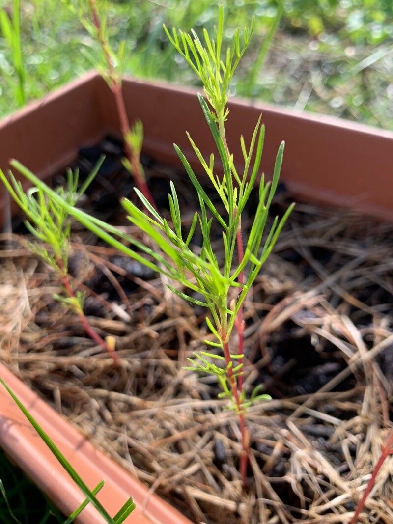 Cosmos parviflorus leaf