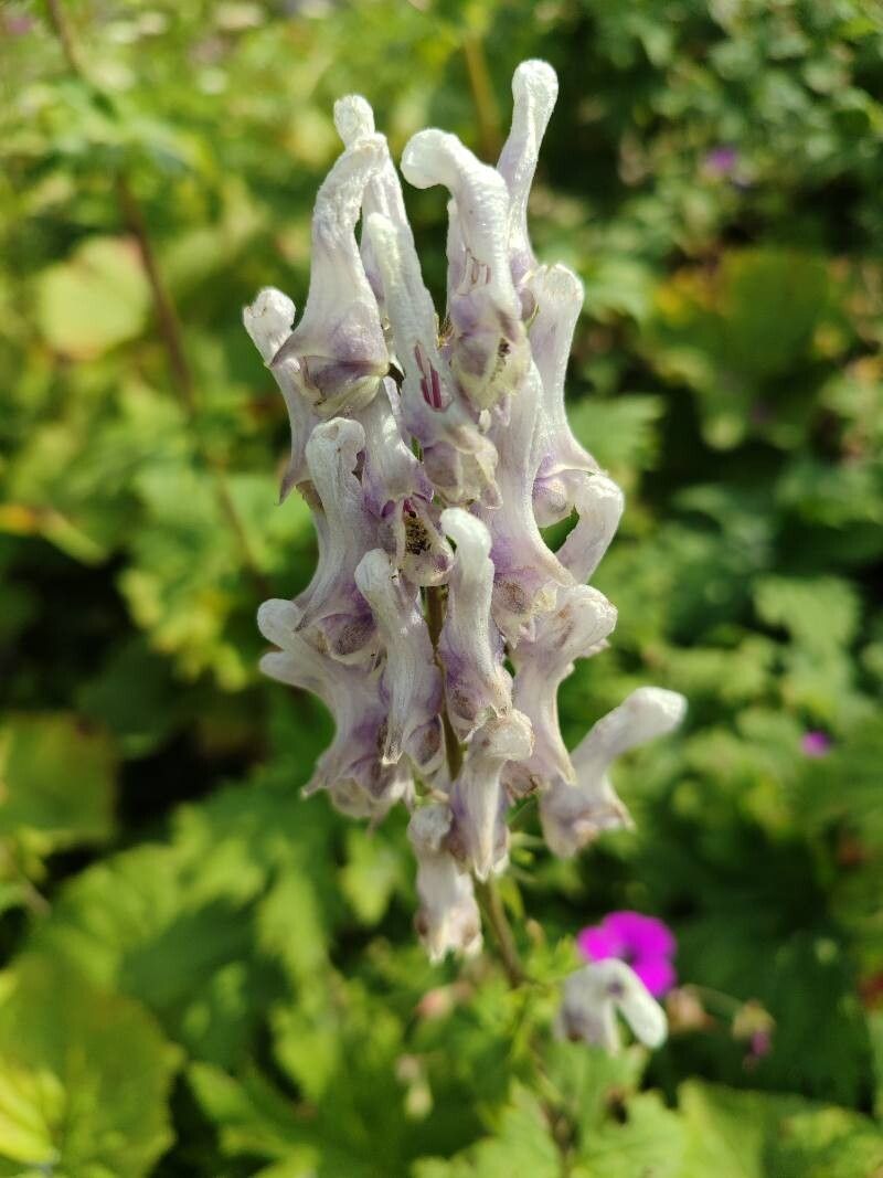 Aconitum orientale flower