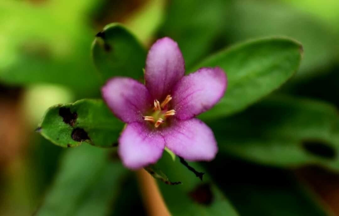 Rotula aquatica flower