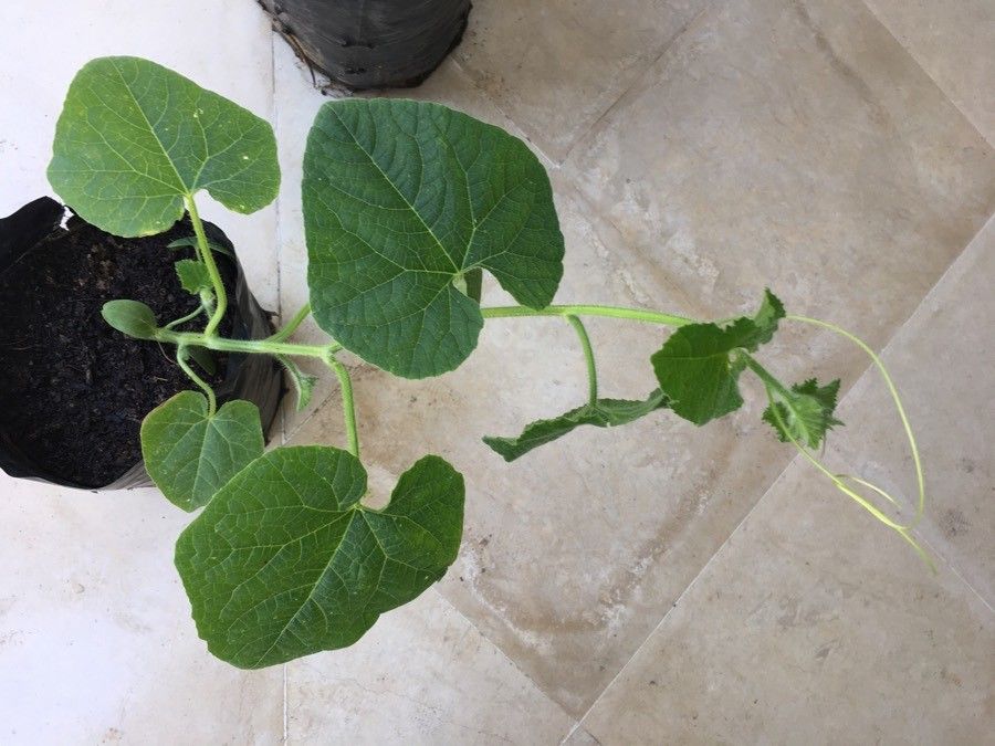 Cucumis metulifer — search result for 'Cucumis'