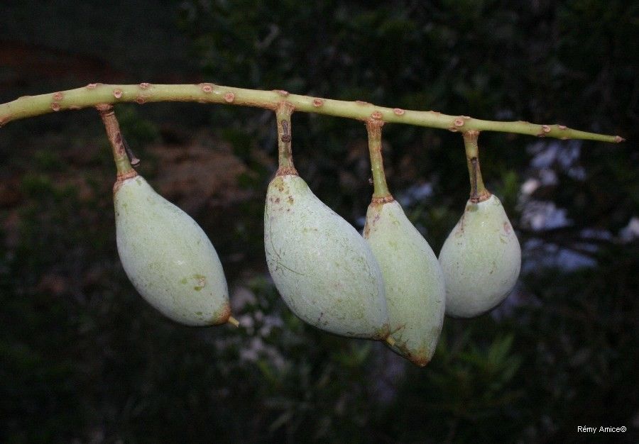 Virotia neurophylla fruit