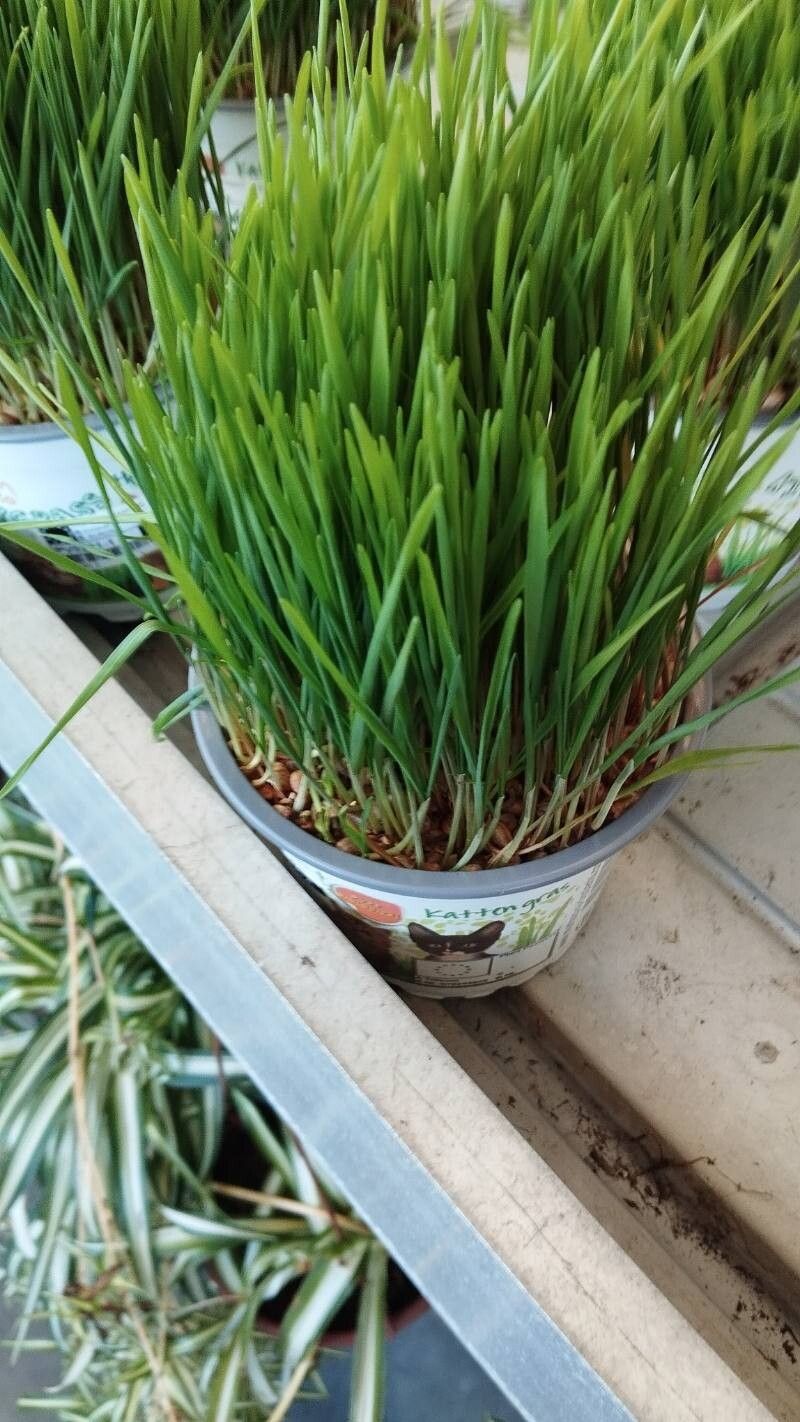 Avena longiglumis leaf