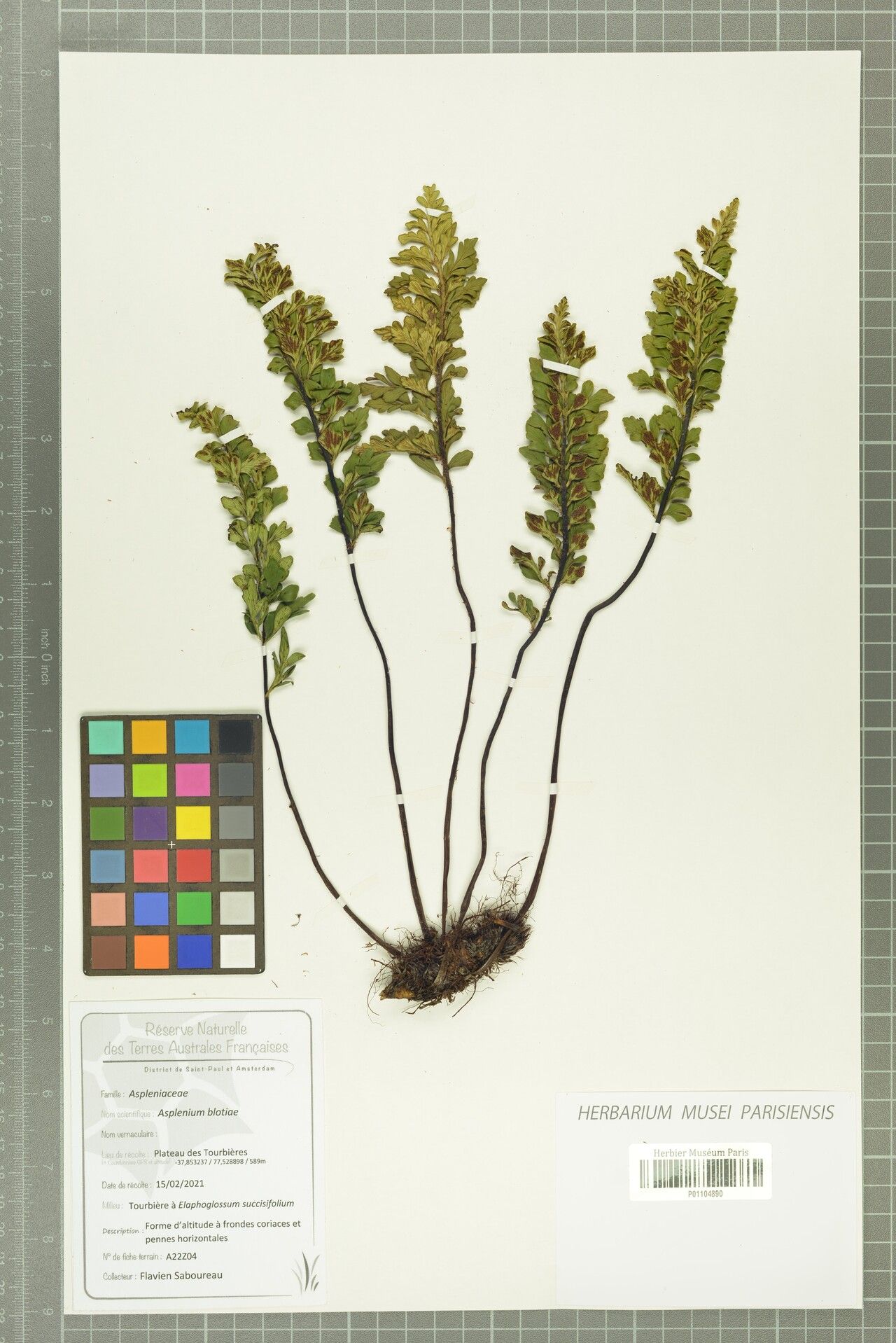 Asplenium blotiae — houseplant care guide