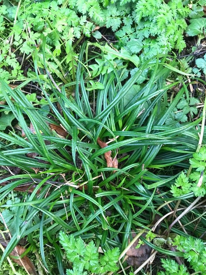 Carex montana leaf