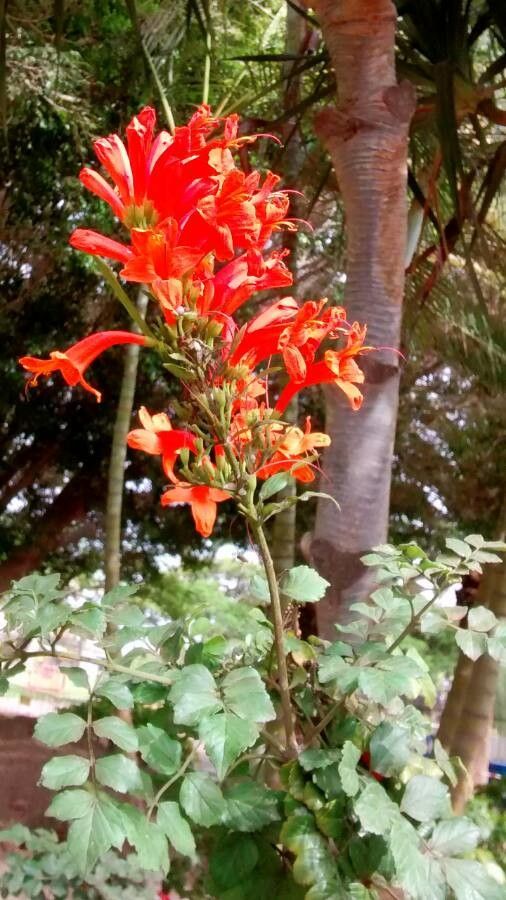Tecomaria capensis flower