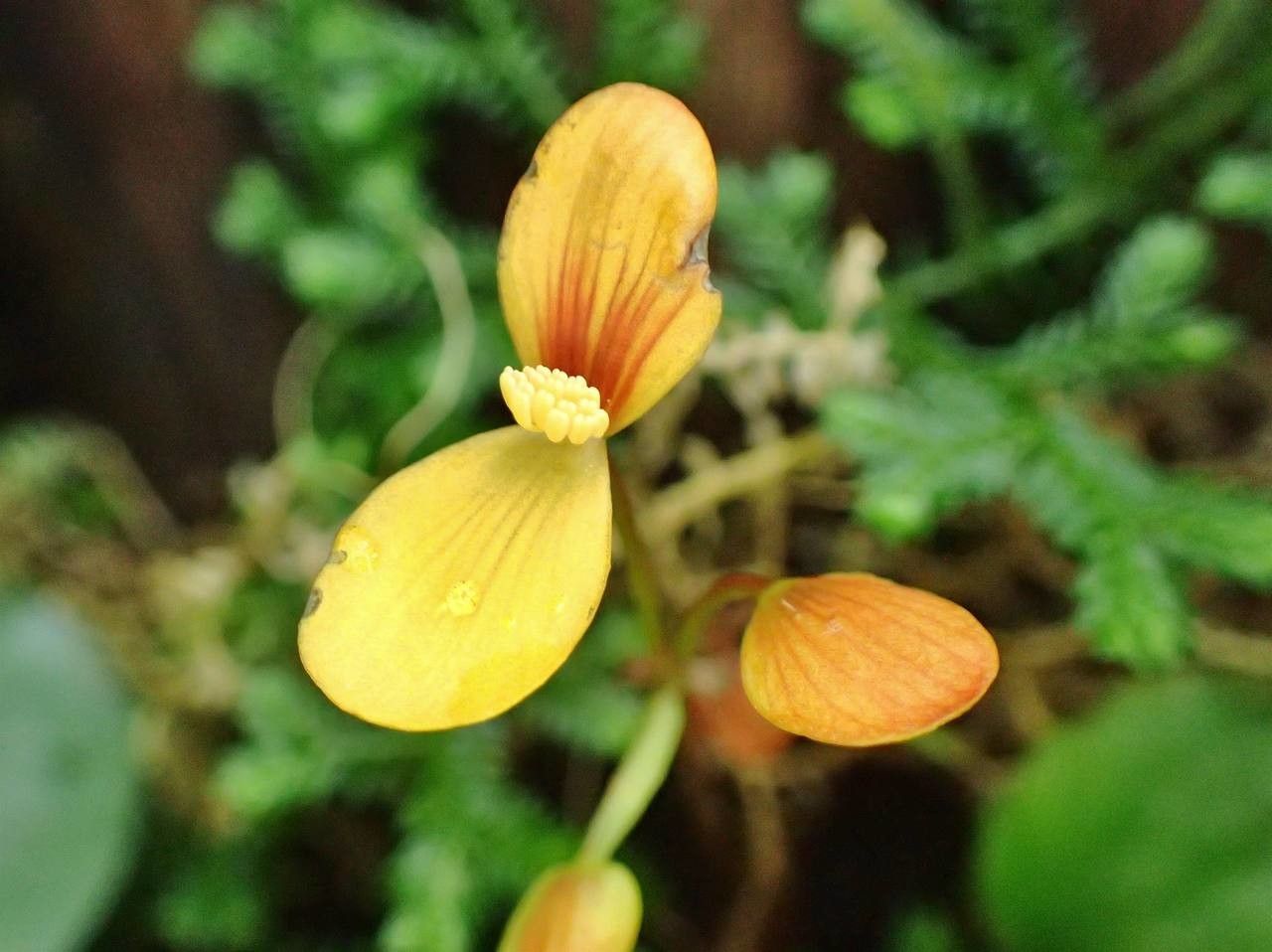 Begonia prismatocarpa flower