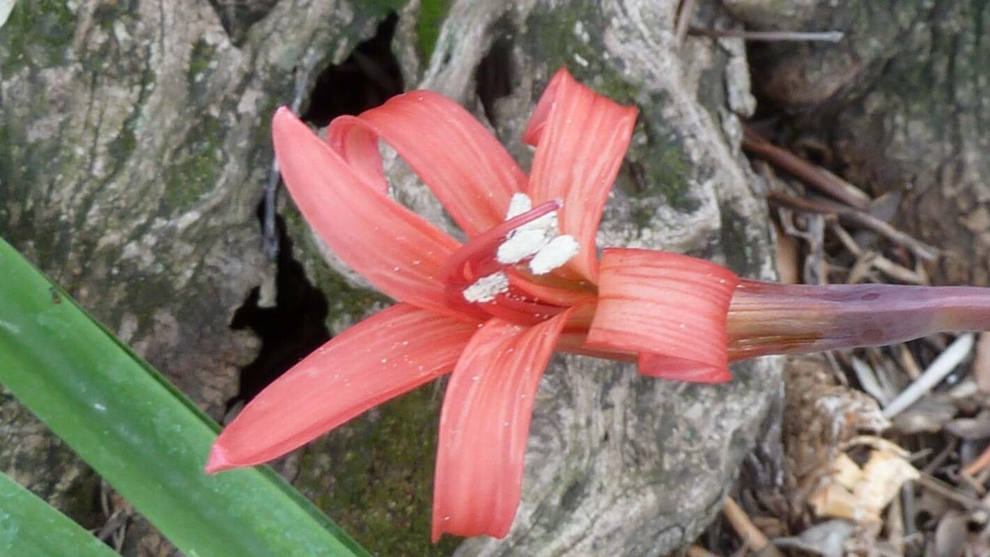 Brunsvigia orientalis — search result for 'Amaryllidaceae'