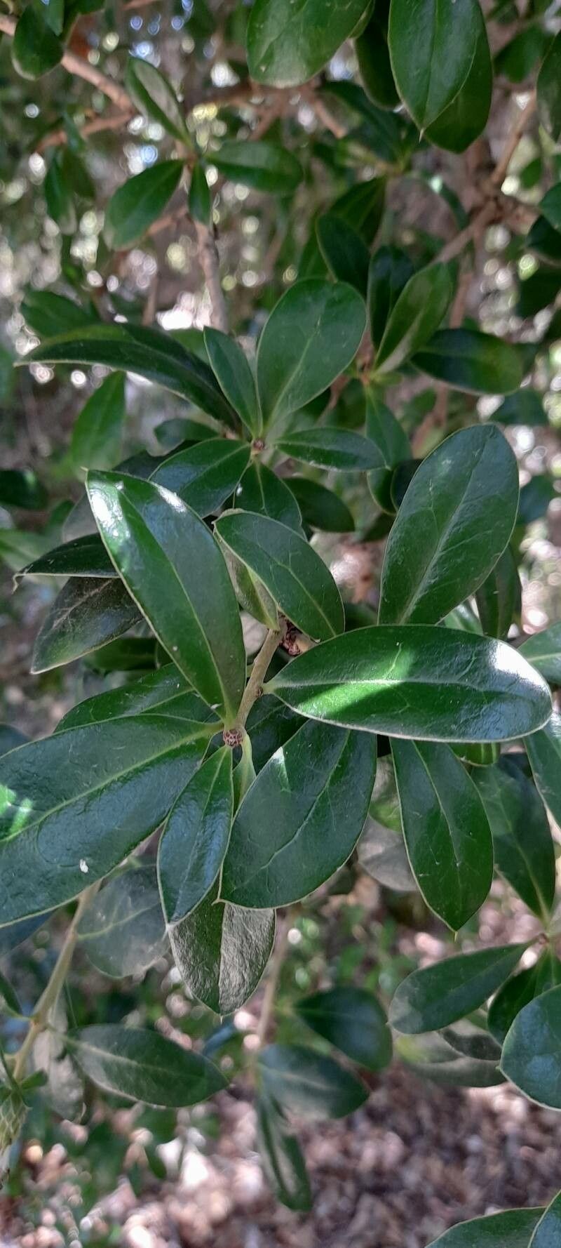 Dasyphyllum diacanthoides — houseplant care guide