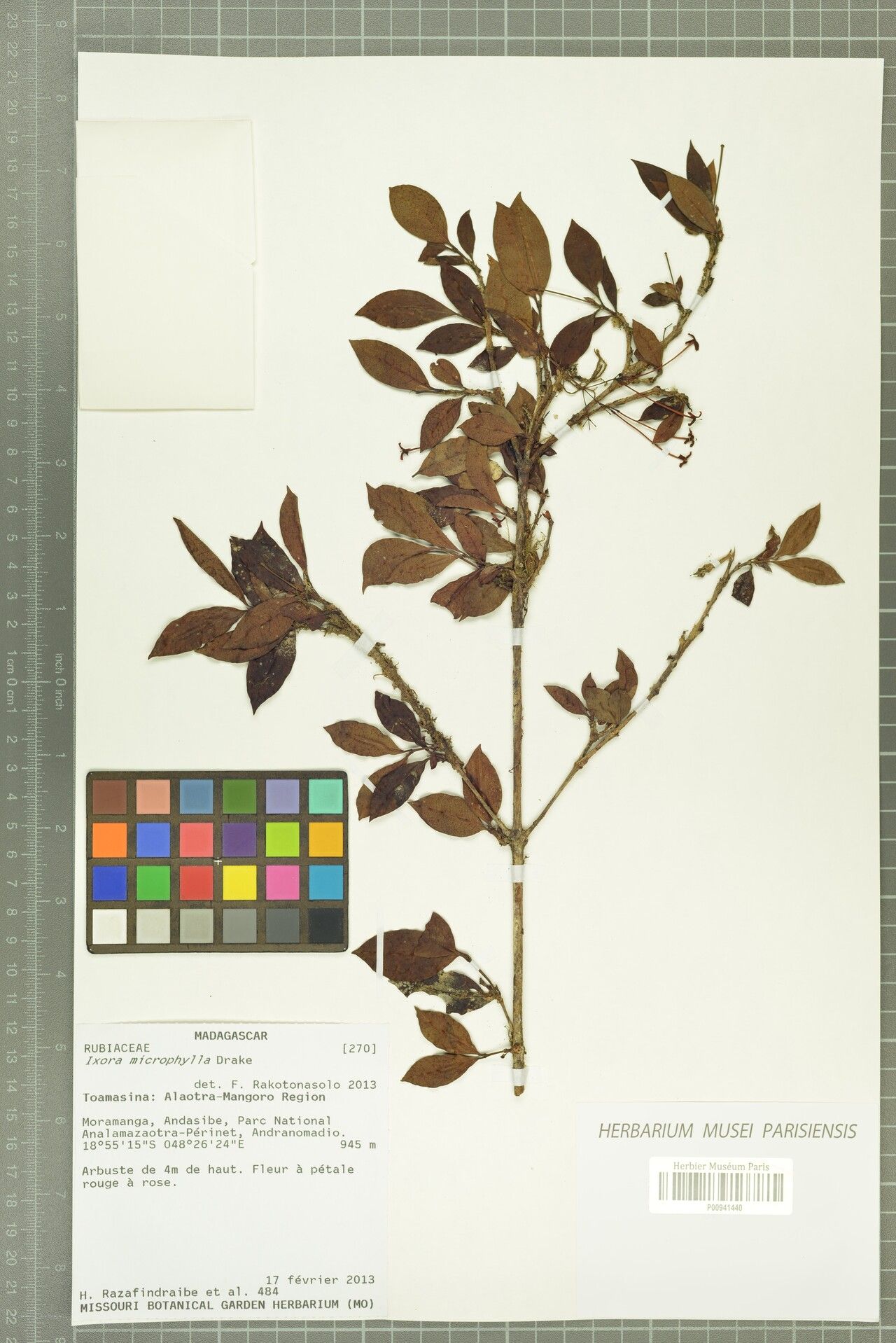 Ixora microphylla — search result for 'Ixora'