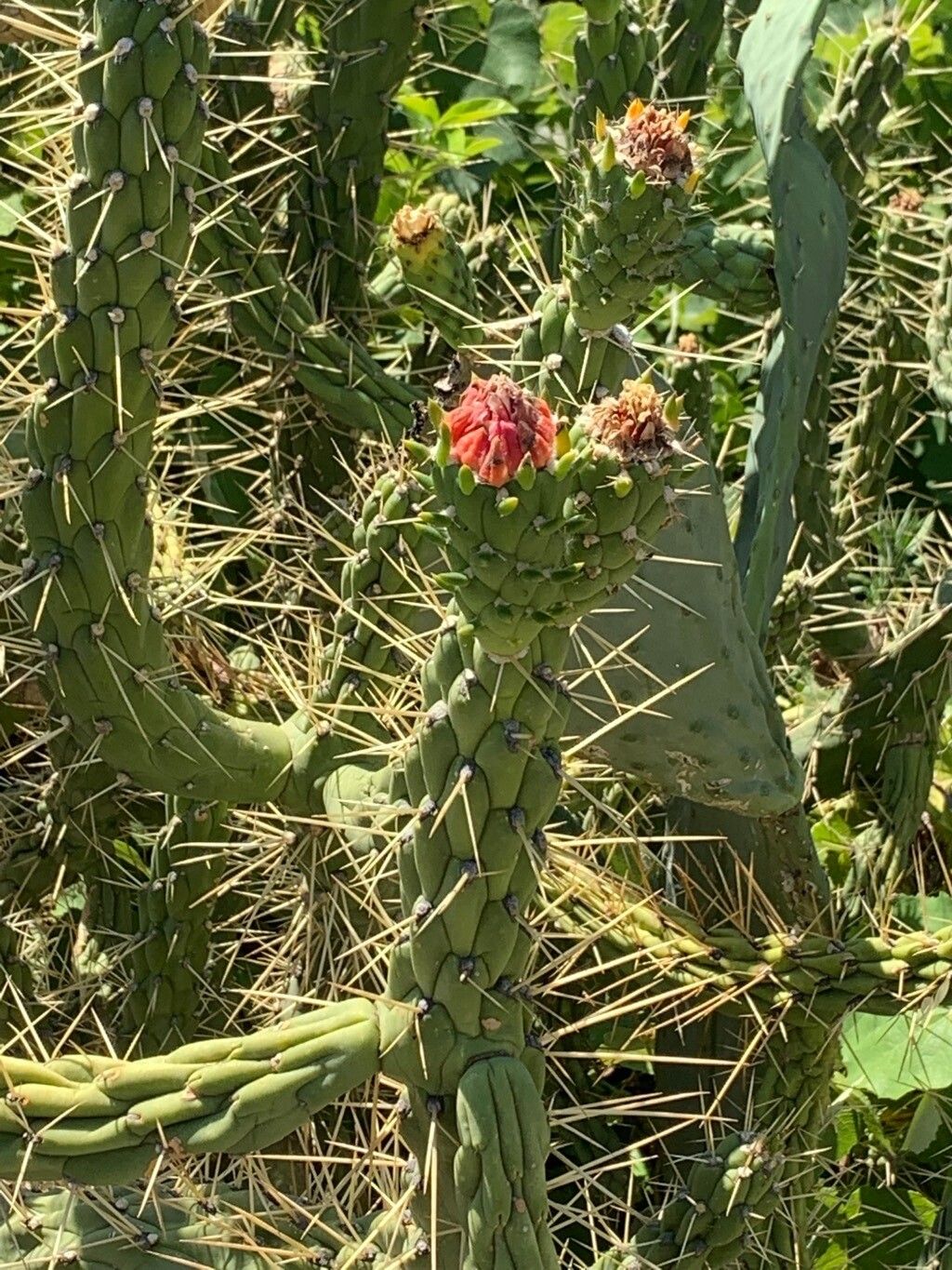Austrocylindropuntia cylindrica flower