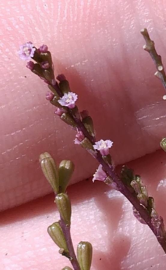 Boerhavia coulteri flower