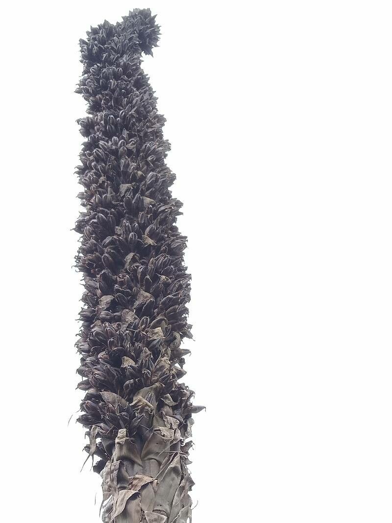 Puya goudotiana fruit