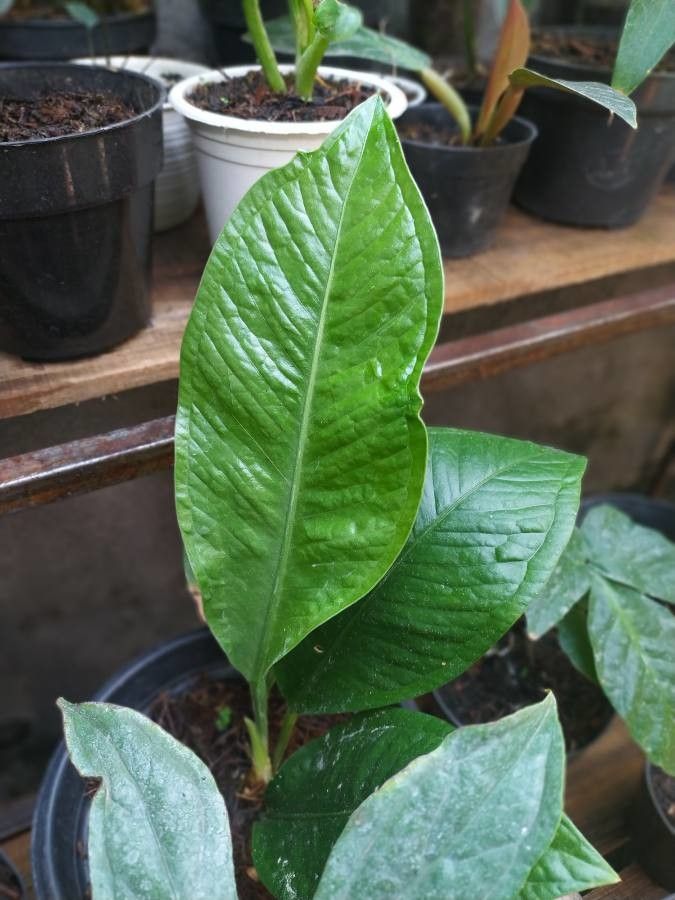 Anthurium oxycarpum — search result for 'Anthurium'