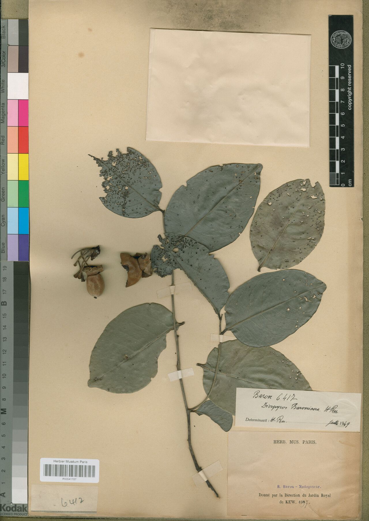 Diospyros baroniana — houseplant care guide