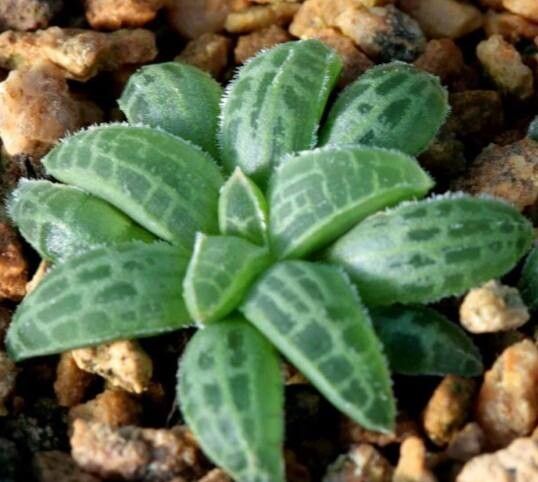 Bulbine haworthioides — search result for 'Bulbine'