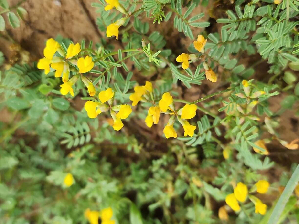 Hippocrepis bicontorta flower