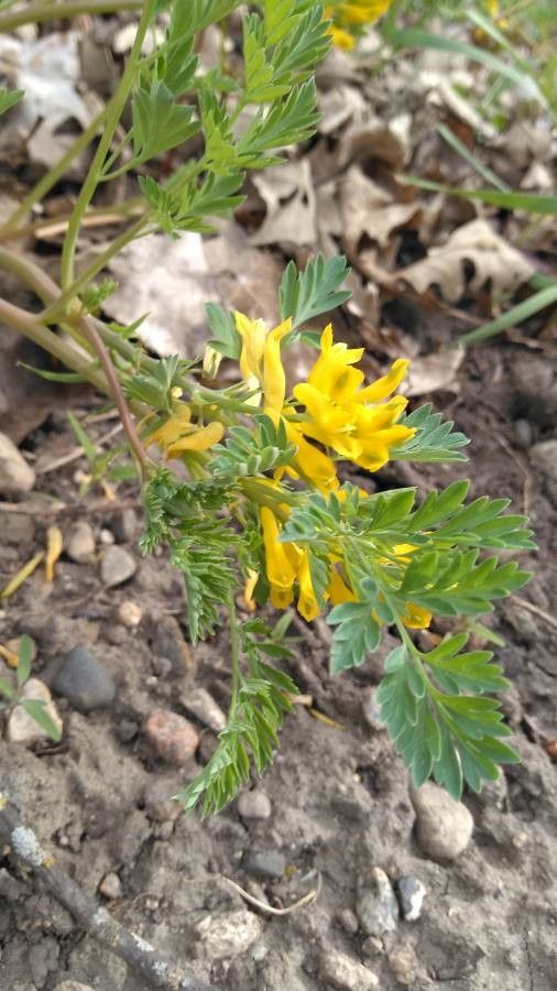 Corydalis flavula flower