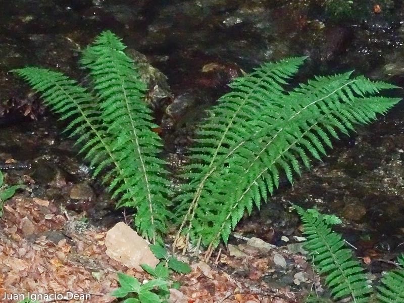 Polystichum aculeatum flower