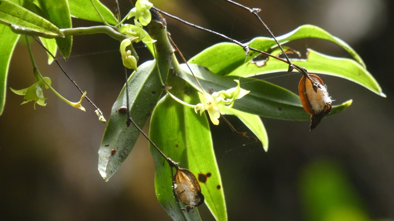 Angraecum obversifolium leaf