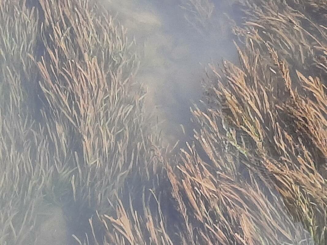 Vallisneria spiralis leaf