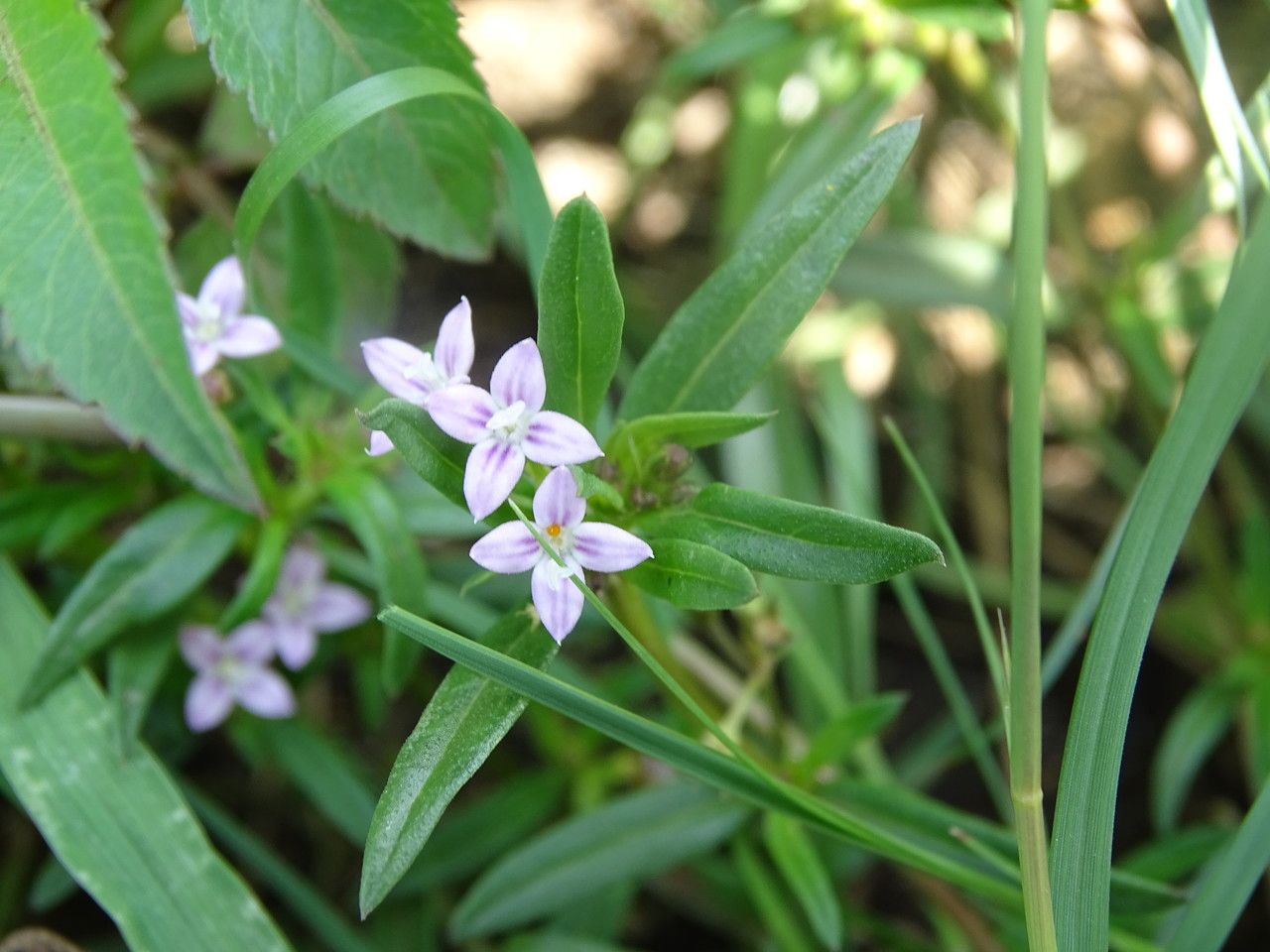 Oldenlandia corymbosa flower