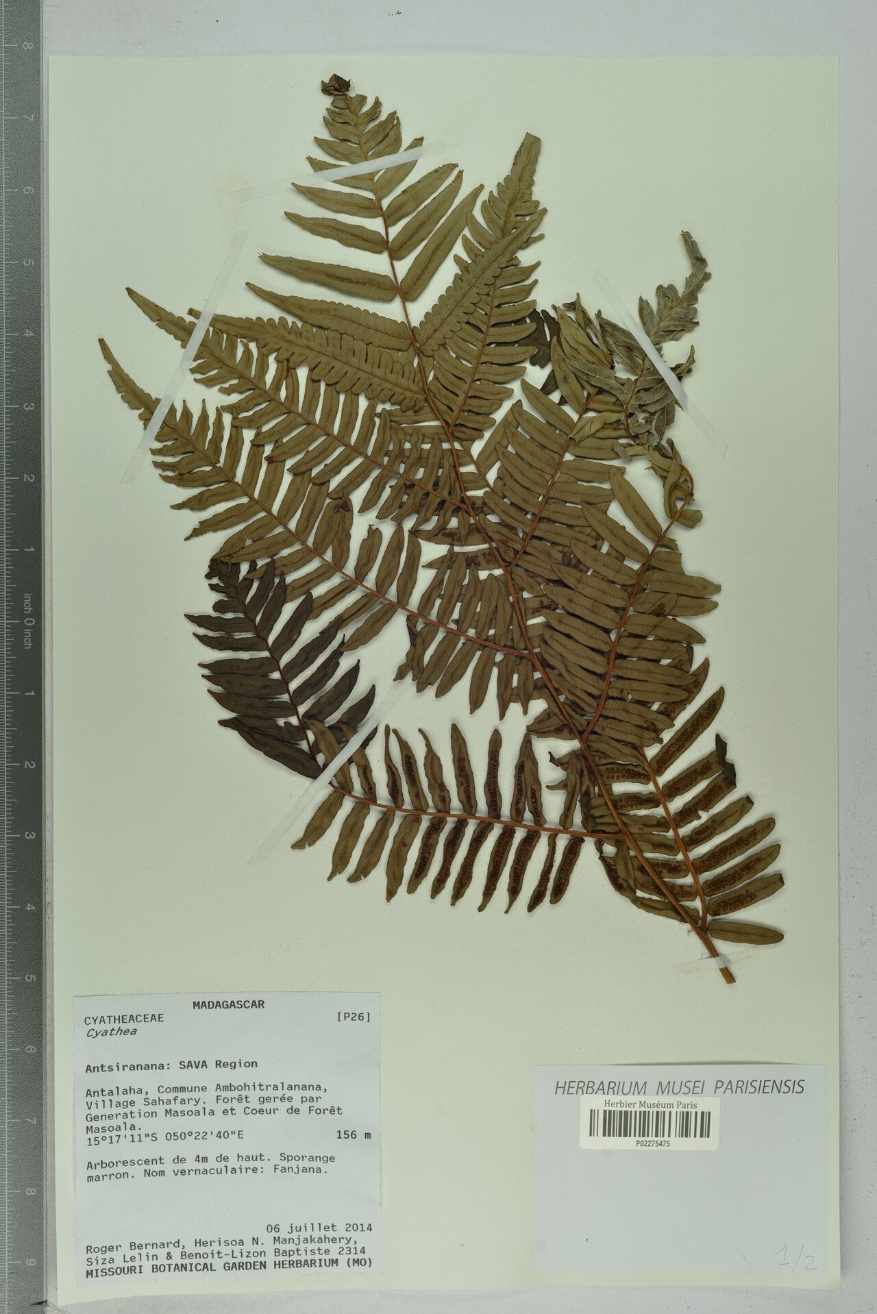 Alsophila rolandii — houseplant care guide