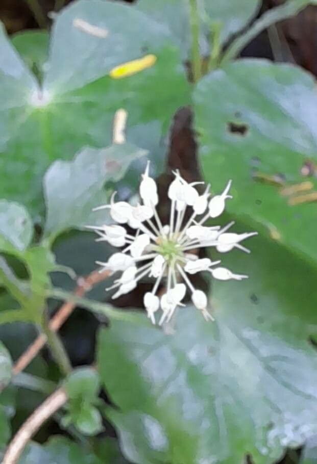 Hydrocotyle callicephala flower