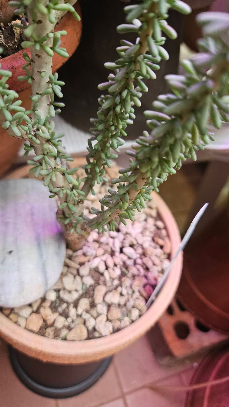 Portulacaria namaquensis