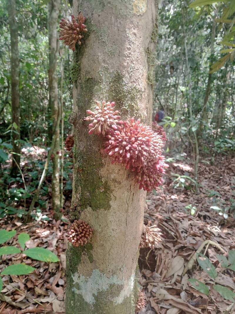 Manilkara mabokeensis fruit