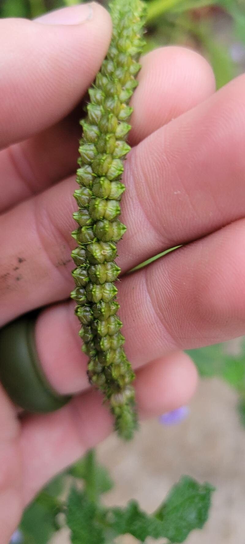 Heliotropium indicum fruit